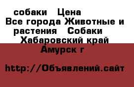 собаки › Цена ­ 2 500 - Все города Животные и растения » Собаки   . Хабаровский край,Амурск г.